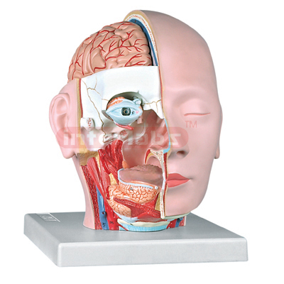 Head Model, Half Dissection